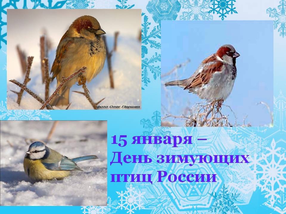 Акция &amp;quot;Покормите птиц зимой&amp;quot;.